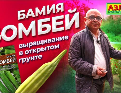 Бамия – что это за растение?