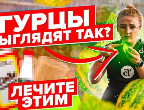 Эффективные методы обработки огурцов от болезней