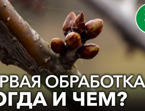 Как правильно обработать растения весной