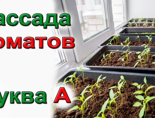 Как правильно обработать семена томатов перед посадкой на рассаду