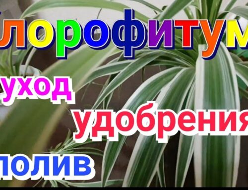 Как правильно подкормить хлорофитум в домашних условиях