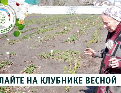 Удобрение и обработка клубники весной – секреты урожайного сезона