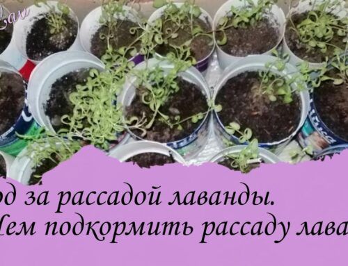 Эффективные способы подкормки лаванды