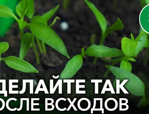 Лучшие способы подкормки перца после всходов