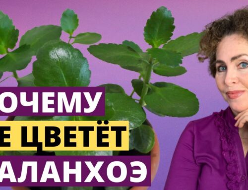 Как правильно поливать каланхоэ для его расцветания в домашних условиях