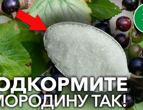 Как правильно полить смородину весной для обильного урожая