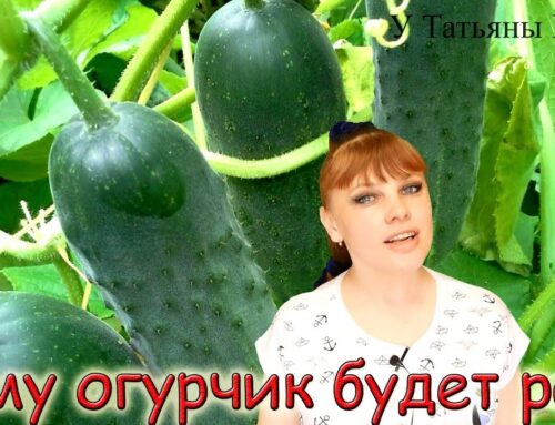 Растения, которые хорошо растут вместе с огурцами на одной грядке