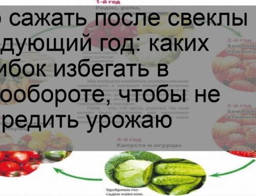 Какие культуры посадить после уборки свеклы и моркови