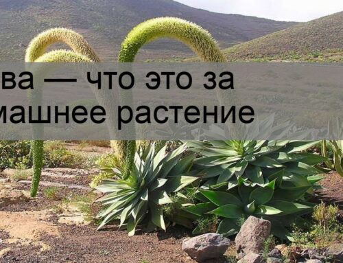 Что такое агава