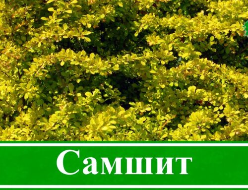 Что такое самшит растение
