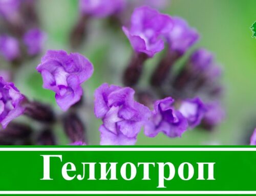 Что такое гелиотроп – описание и особенности растения