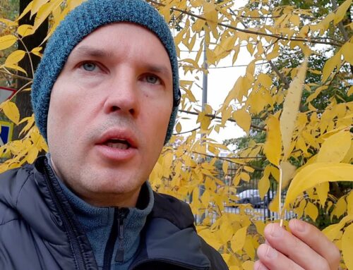 Дерево ясень – особенности внешнего вида и листья