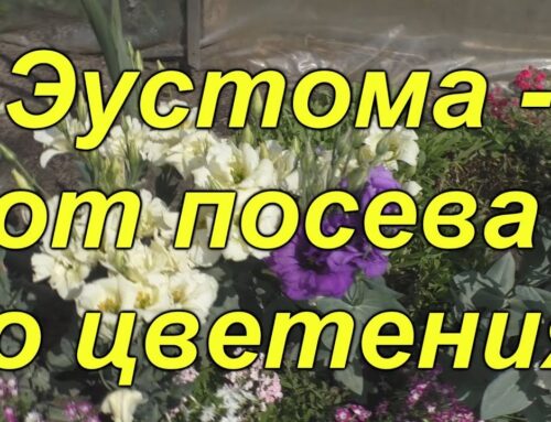 Выращивание эустомы из семян в домашних условиях – советы и рекомендации