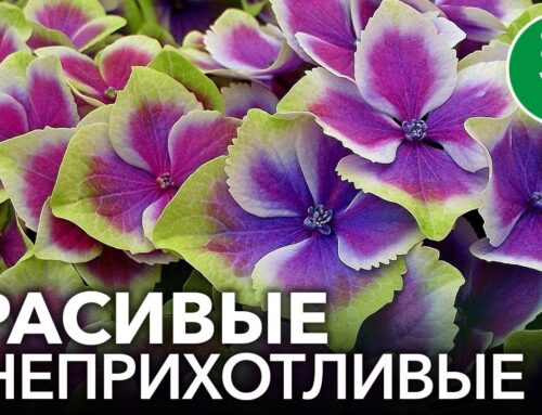 Как правильно ухаживать за гортензией в саду – советы и рекомендации