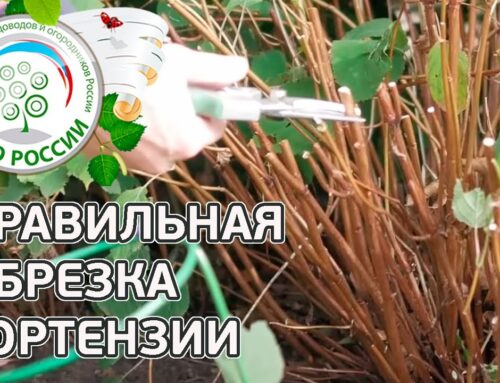 Секреты обрезки гортензии древовидной – рекомендации и советы