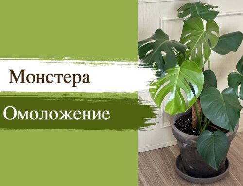 Как правильно обрезать монстеру в домашних условиях