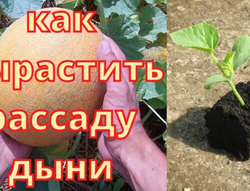 Как правильно вырастить дыню на рассаду