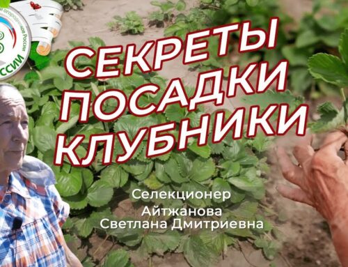 Секреты выращивания земляники – как посадить и получить богатый урожай