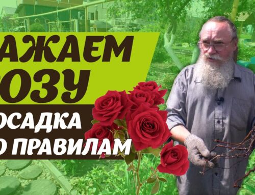 Как посадить розу правильно – секреты ухода за цветами
