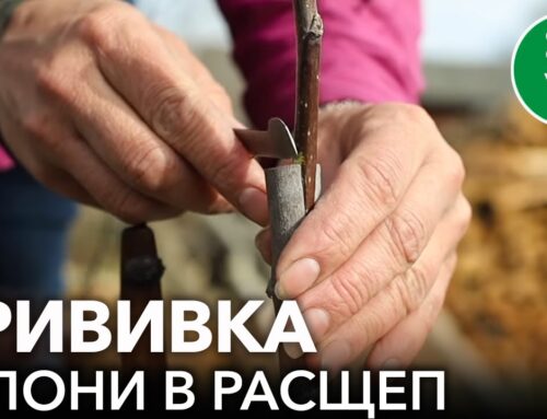 Как правильно привить яблоню