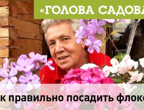 Советы по посадке флоксов в саду