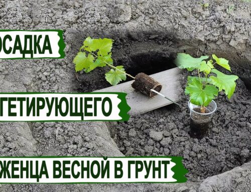 Секреты правильной посадки винограда весной в открытый грунт