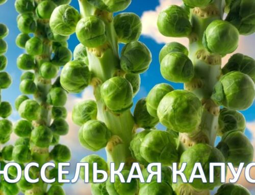 Секреты выращивания брюссельской капусты на открытом грунте