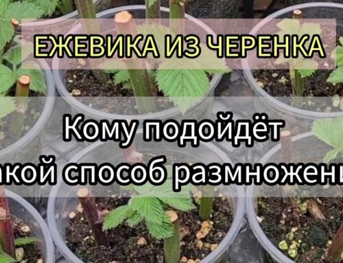 Способы размножения ежевики черенками – секреты успешного процесса
