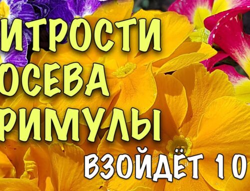 Как правильно садить примулу – основные шаги и рекомендации