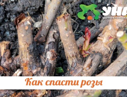 Спасение роз – как вернуть красоту после мороза