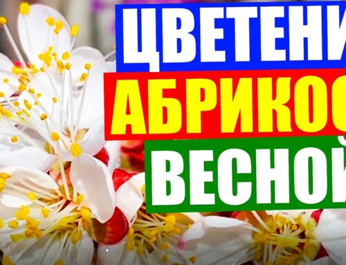 Процесс цветения абрикосового дерева – особенности и характеристики
