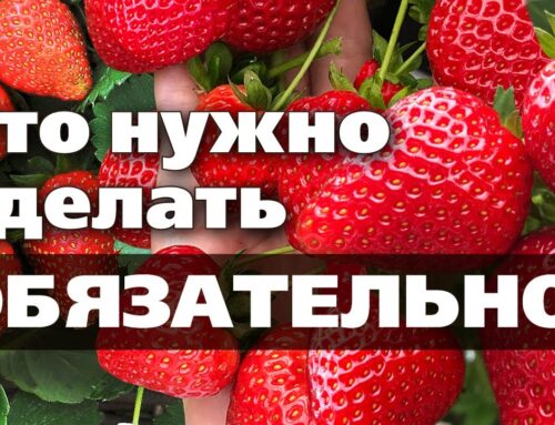 Уход за клубникой после сбора урожая – основные моменты