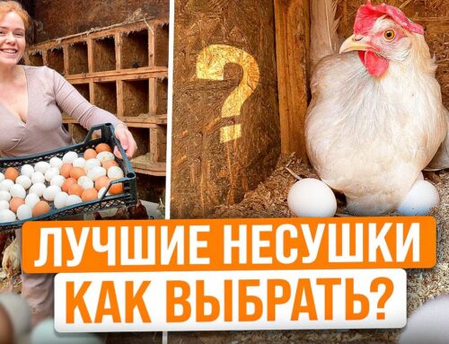 Уход за несушками – основные правила и рекомендации