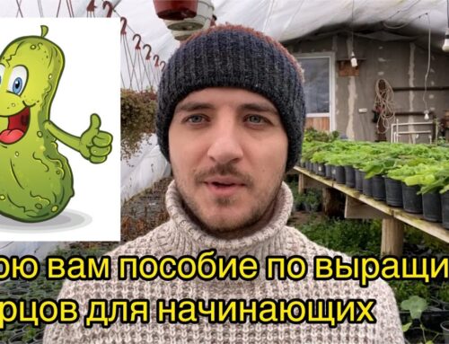 Секреты успешного ухода за огурцами