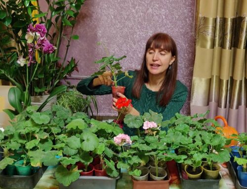 Уход за пеларгонией зимой – секреты здоровья и красоты