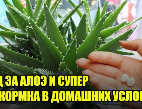 Уход за алоэ в домашних условиях – советы для начинающих