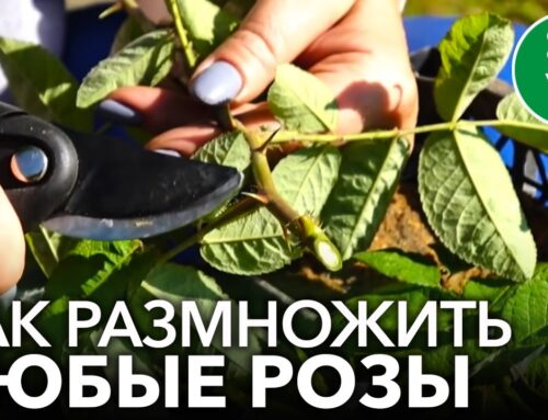 Укоренение розы в домашних условиях – секреты успешного процесса