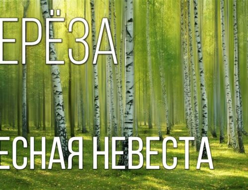 Описание внешнего вида березы – особенности и черты