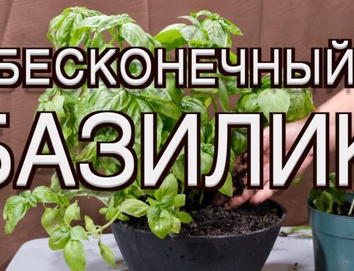 Секреты выращивания базилика дома на подоконнике