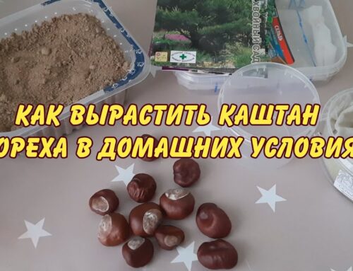 Как вырастить каштан из ореха в домашних условиях в горшке осенью