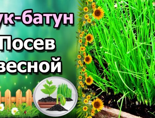 Секреты выращивания лука батуна из семян в открытом грунте