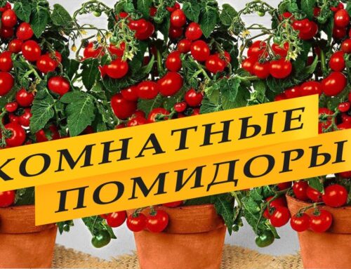 Как вырастить помидоры в домашних условиях в квартире