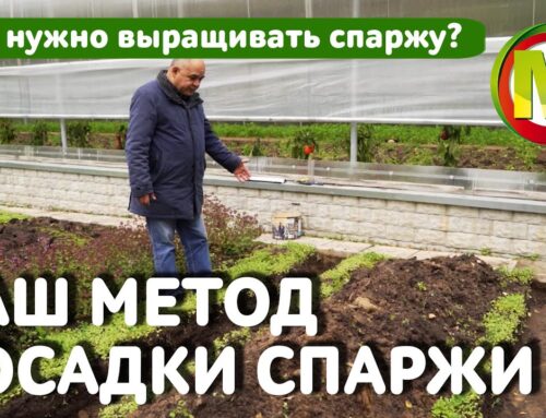 Секреты выращивания вкусной и полезной спаржи