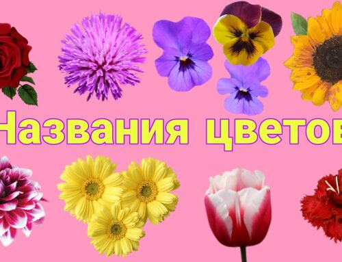 Разнообразие цветов на букву Р