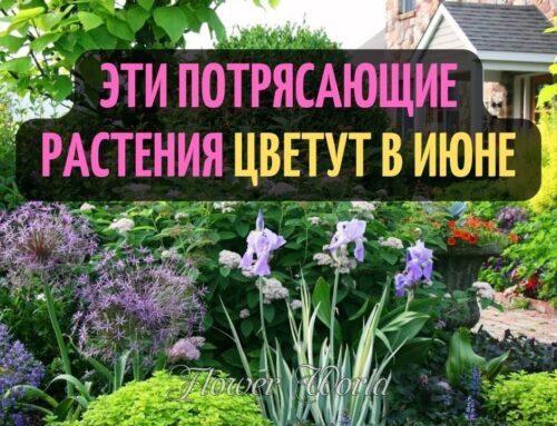Цветущие растения июня – прекрасное великолепие летних цветов
