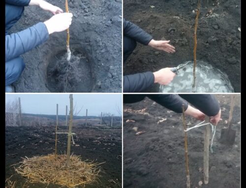 Оптимальное время для посадки грецкого ореха в открытый грунт