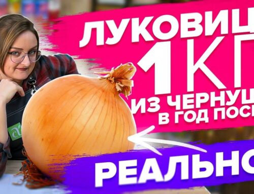 Как правильно сажать лук на рассаду семенами – оптимальный срок посадки