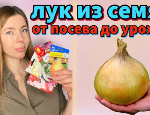 Когда лучше сажать лук рассадой из семян на репку?