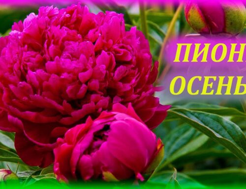 Когда и как правильно обрезать пионы осенью