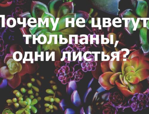 Почему тюльпанам не цветут, когда есть только листья?